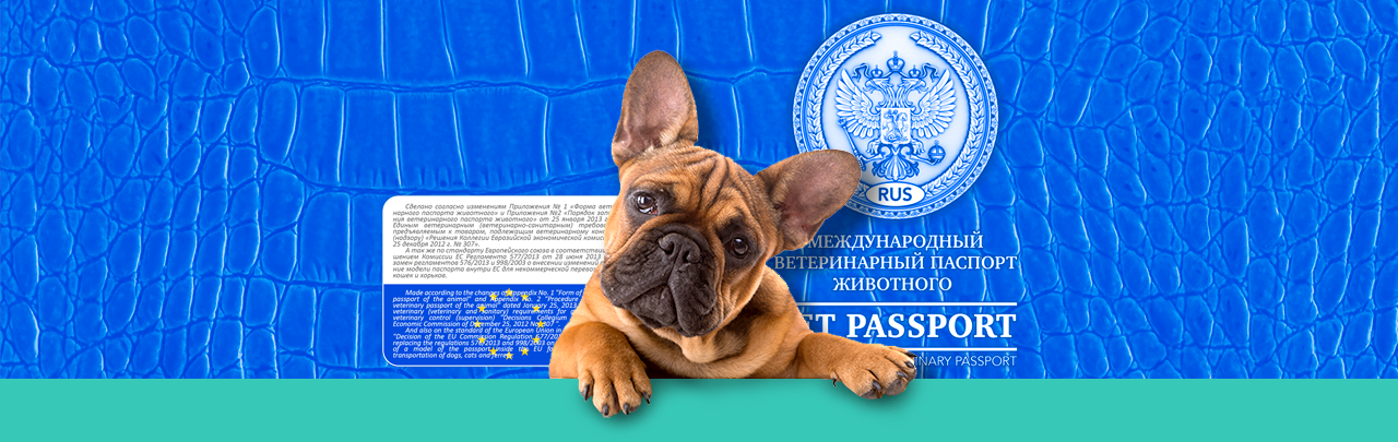 Купить щенка в Москве 🐶 — недорогая продажа породистых собак