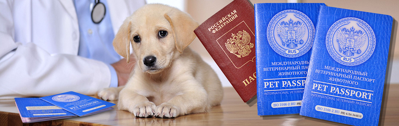 Фото На Паспорт Собаке Требования